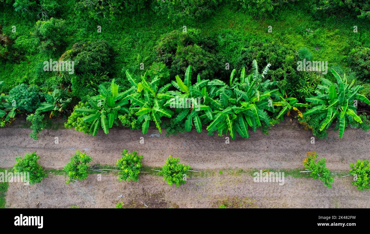 Vue de dessus de la culture d'arbres et de plantation dans la pépinière extérieure. Vue aérienne de la plantation de Banana en Thaïlande rurale. Culture d'entreprise. LAN naturel Banque D'Images