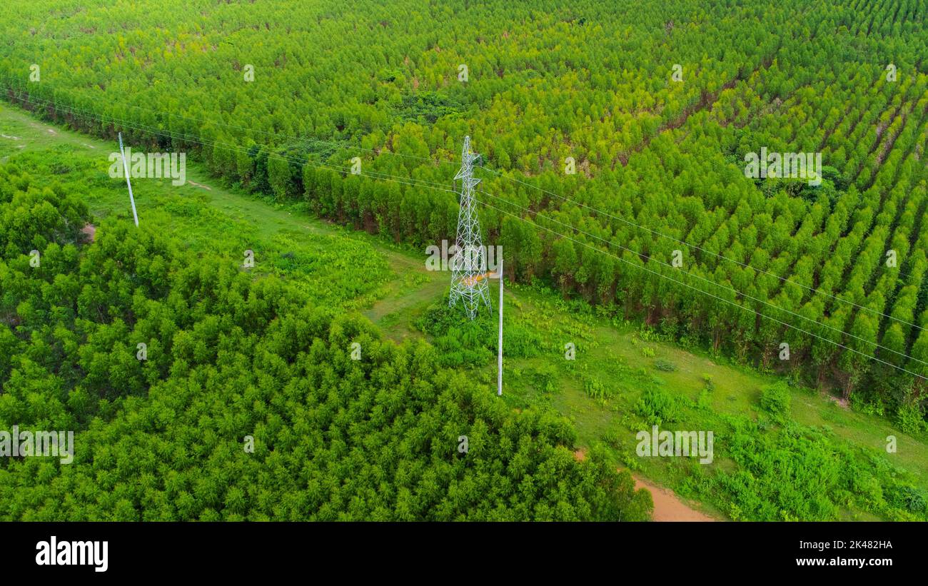 Vue aérienne des pylônes haute tension et des lignes électriques entre les plantations d'eucalyptus. Vue de dessus de la forêt d'eucalyptus en Thaïlande. Paysage naturel arrière Banque D'Images