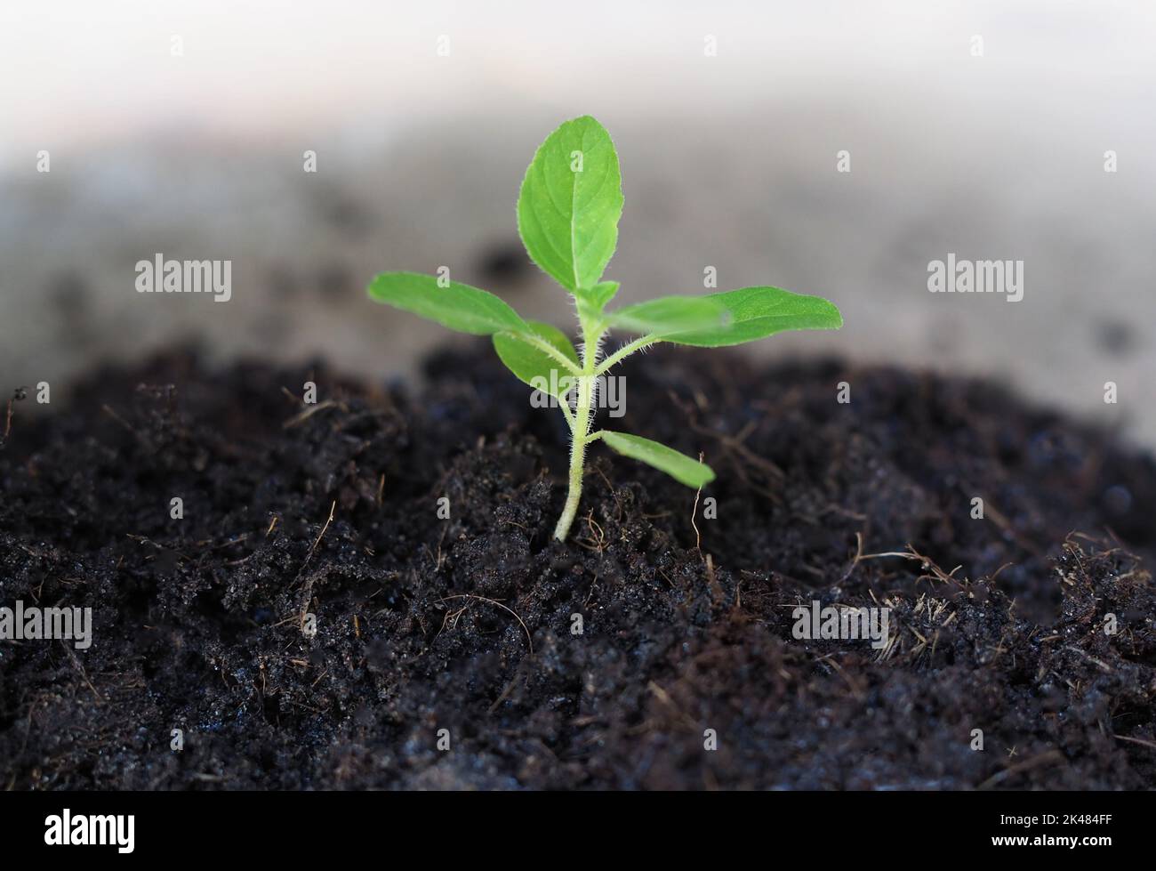 Les petits arbres poussent sur un sol noir sur un fond flou. Banque D'Images