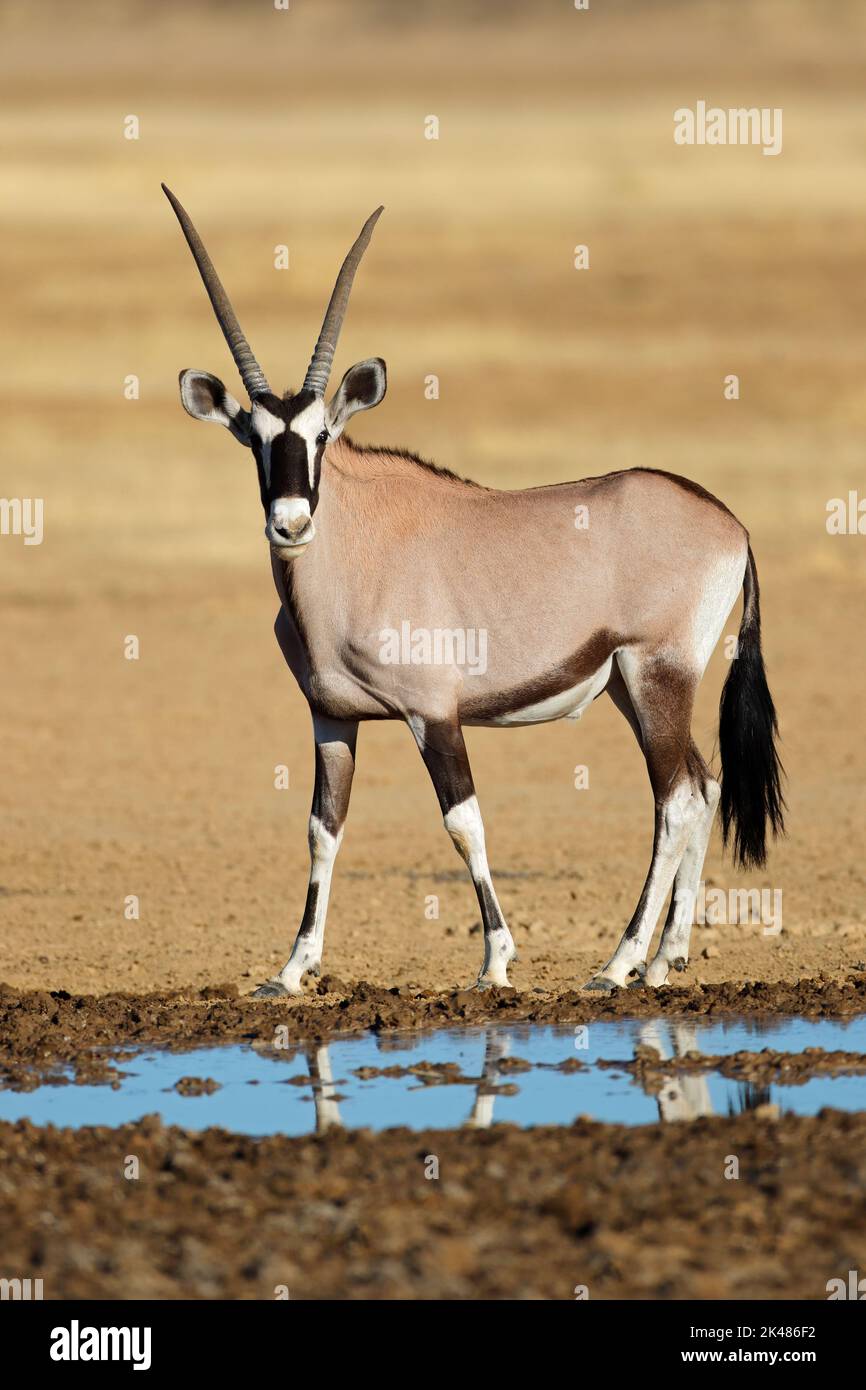 Une antilope gemsbok (Oryx gazella) à un point d'eau, désert du Kalahari, Afrique du Sud Banque D'Images