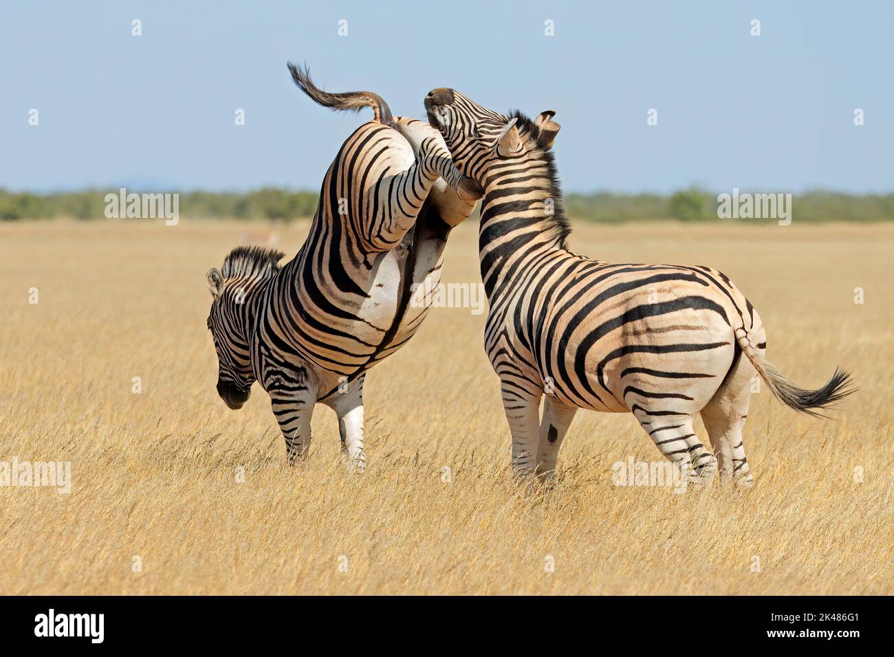 Deux plaines de zébrures (Equus burchelli) combats et coups de pied, parc national d'Etosha, Namibie Banque D'Images