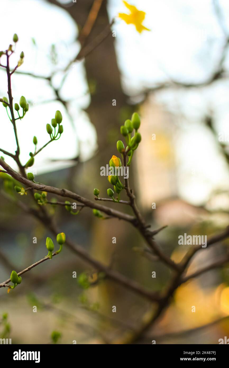 Gros plan de l'Ochna integerrima jaune au coucher du soleil au printemps lunaire nouvel an Banque D'Images