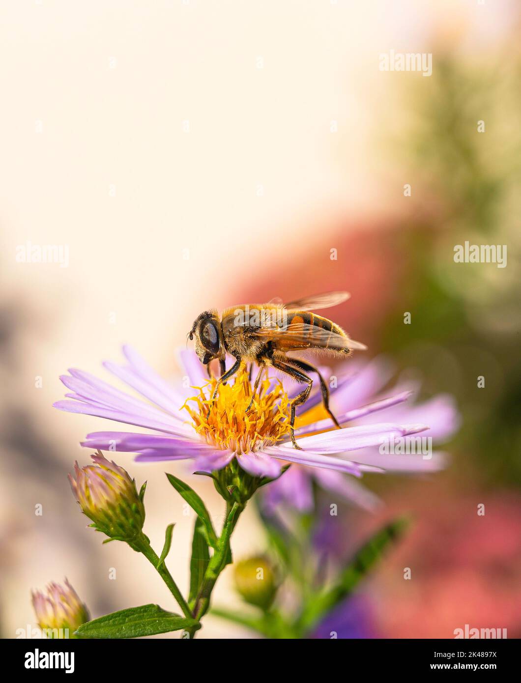 La mouche de drone mâle 'Eristalis tenax' recueille le pollen d'une fleur jaune et rose, Aster frikartii 'Monch' à fond mou. Banque D'Images