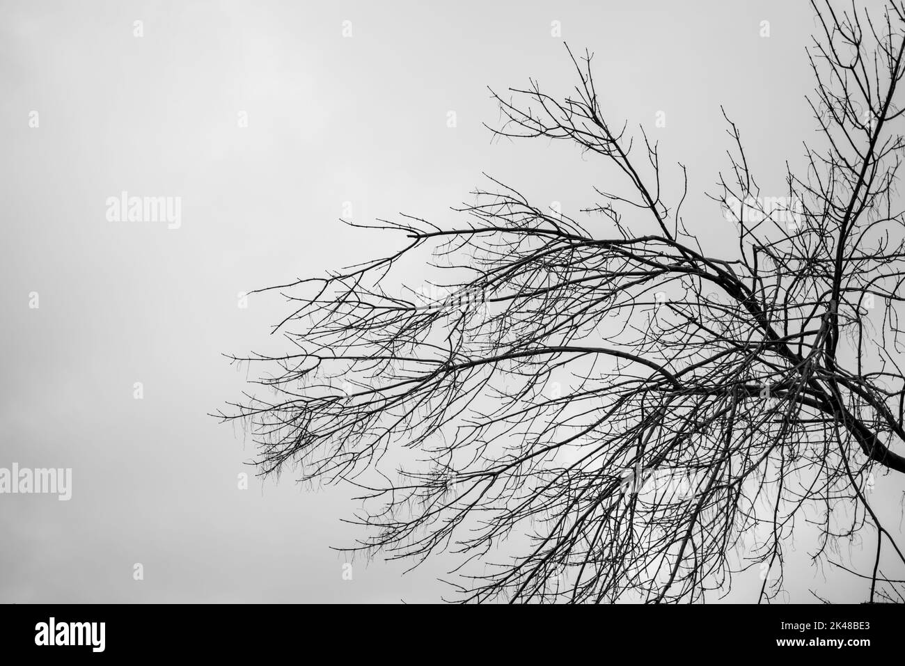 Photographie en noir et blanc d'un arbre flétrisé Banque D'Images