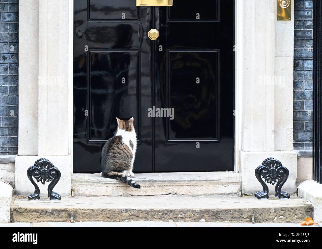 Larry est un chat errant sauvé de Battersea Dogs & Cats Home, choisi par le personnel de Downing Street. Larry était destiné à être un animal de compagnie pour les enfants de David et Samantha Cameron, Et a été décrit par Downing Street sources comme une bonne bavardage et comme ayant un entraînement de chasse élevé et un instinct de chasse. En 2012, Battersea Dogs & Cats Home a révélé que la popularité de Larry avait entraîné une augmentation de 15 pour cent des personnes adoptant des chats. Banque D'Images