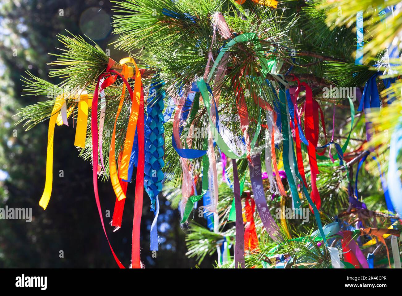 Rubans colorés attachés sur la branche de pin sibérien lors d'une journée ensoleillée Banque D'Images