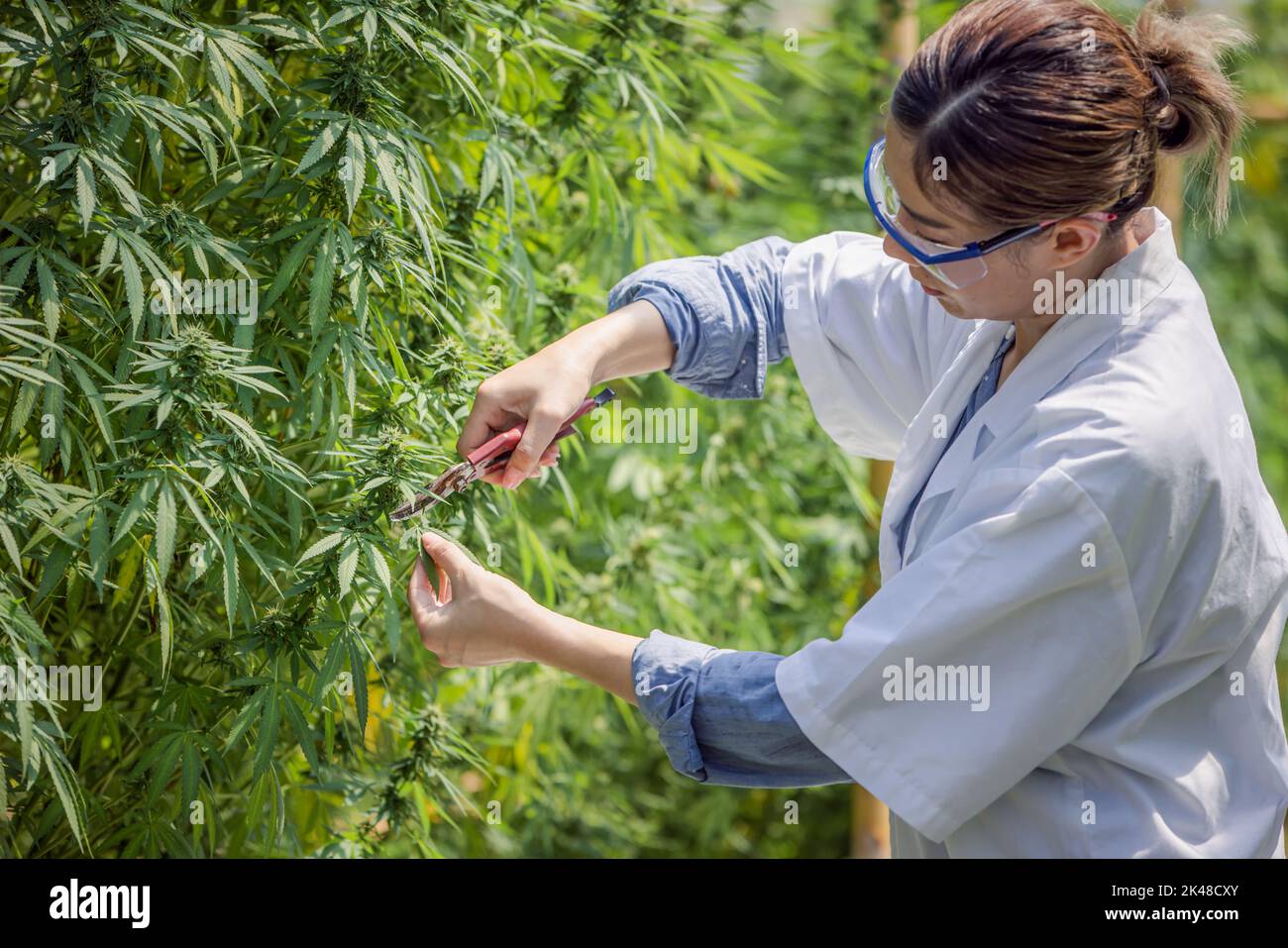 les chercheurs manipultent ou examinent des plants de cannabis dans des serres pour la recherche médicale. Cannabis Sativa concepts de recherche CBD huile plantes médicaments. Banque D'Images
