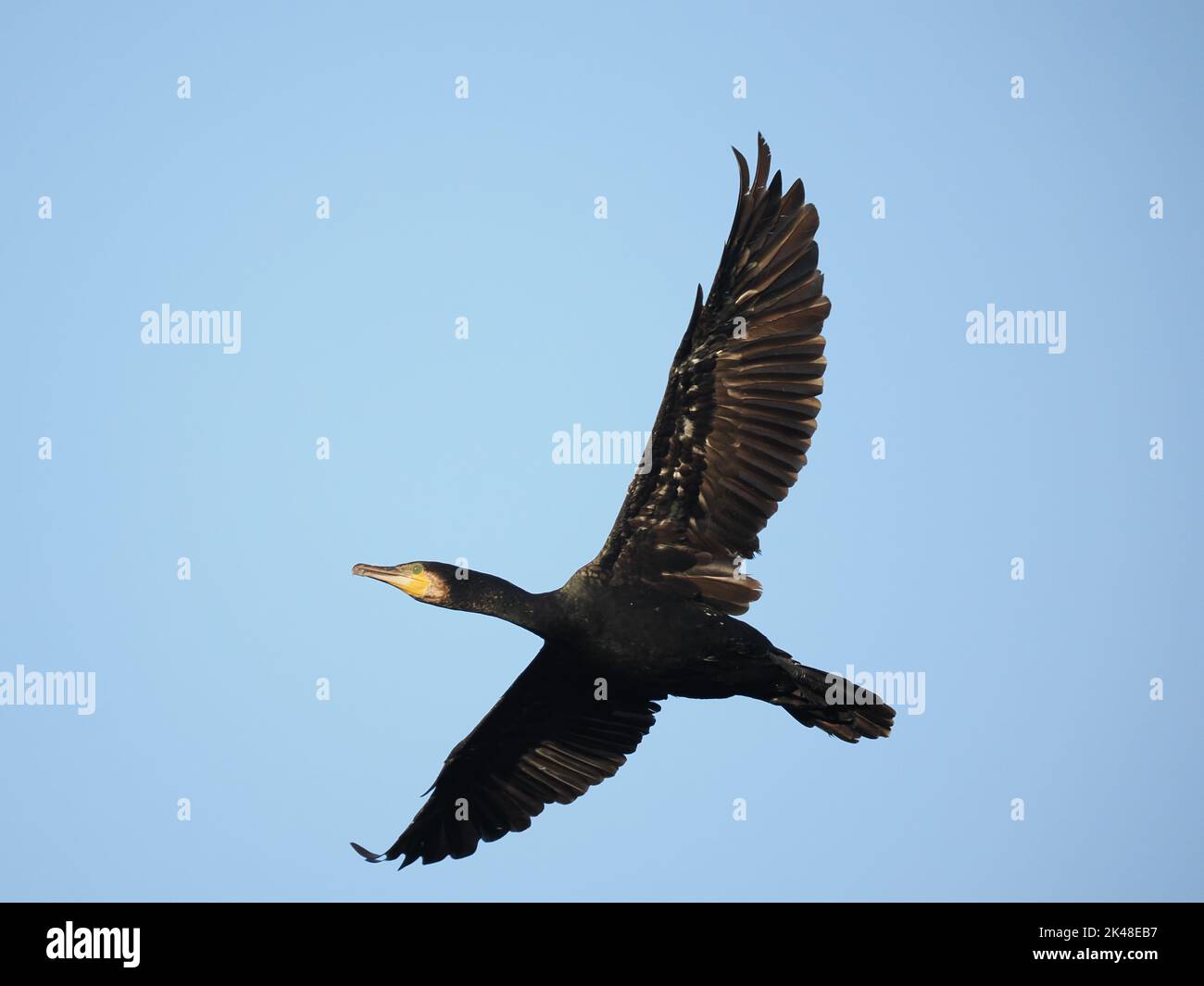 En automne, près de Warrington, les cormorans ont trouvé un roost communal dont ils volent chaque matin. Banque D'Images