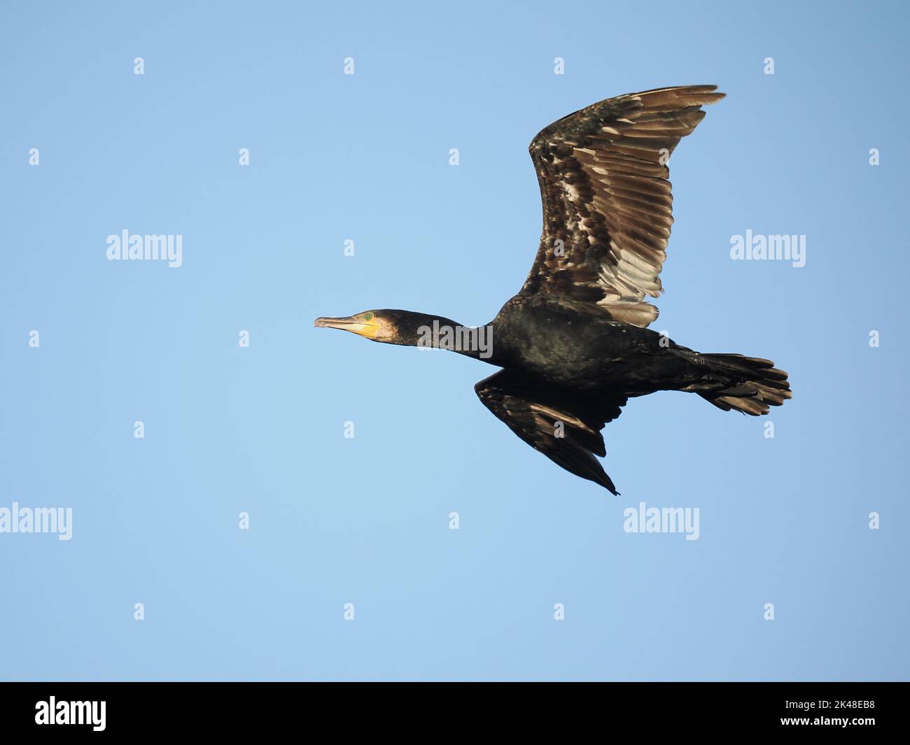 En automne, près de Warrington, les cormorans ont trouvé un roost communal dont ils volent chaque matin. Banque D'Images