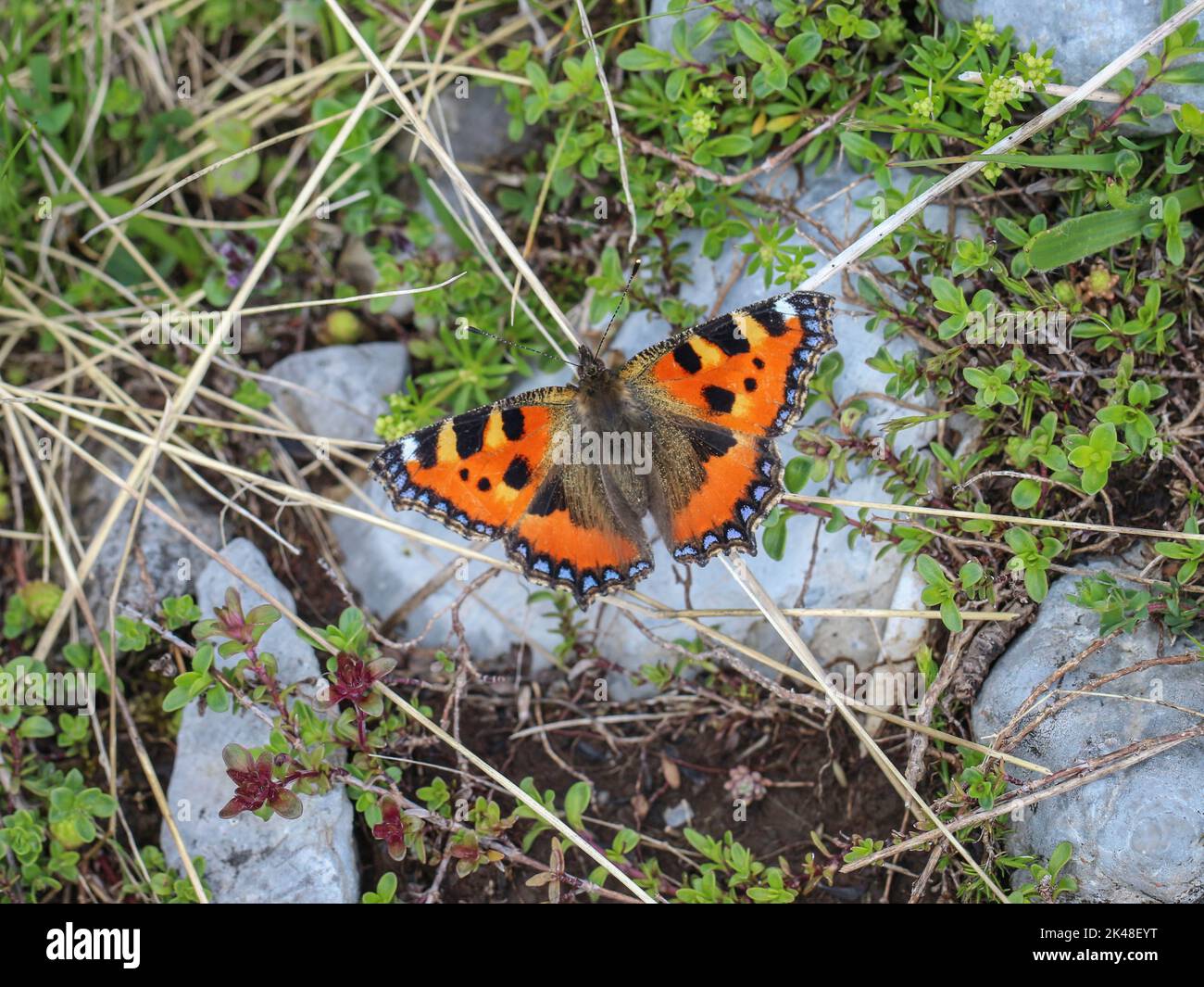 Un seul papillon adulte - la jambe noire tortoiseshell (Nymphalis polychloros) sur le Mont Mokra Gora près de Tuton dans le sud-ouest de la Serbie Banque D'Images