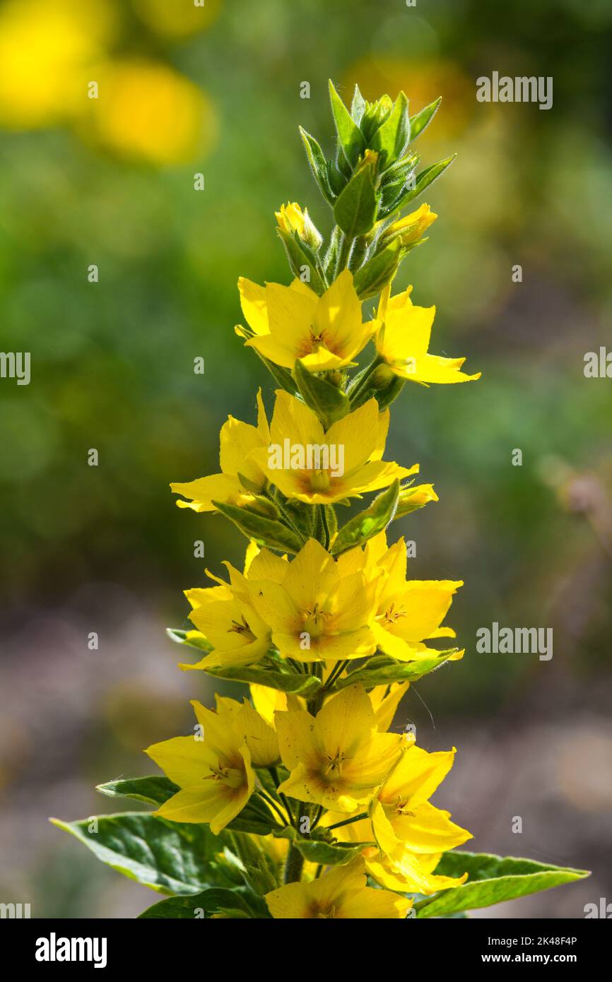 La salicaire pourpre jaune en fleur Banque D'Images