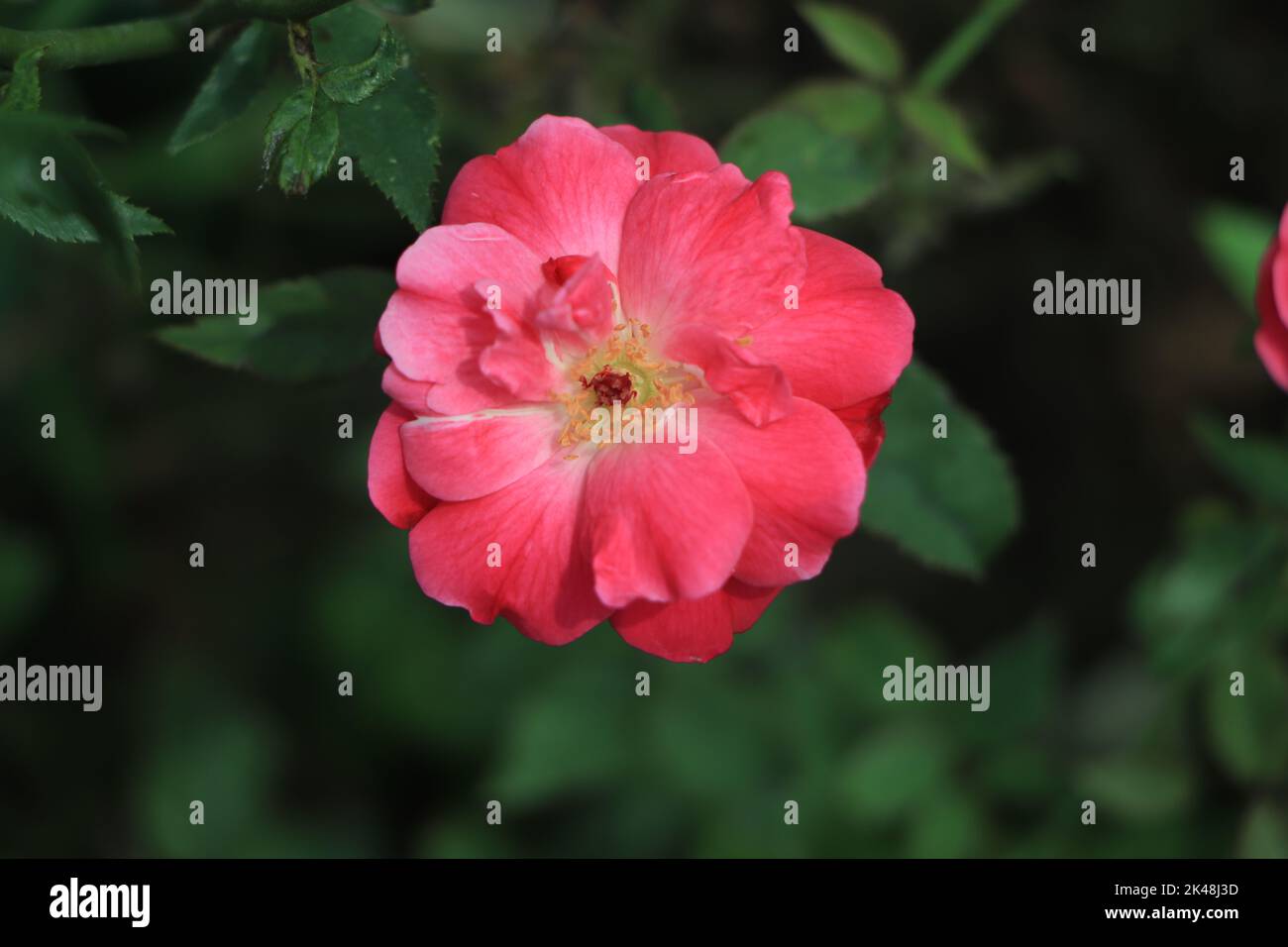 Photo macro en gros plan de rose aux couleurs claires Banque D'Images