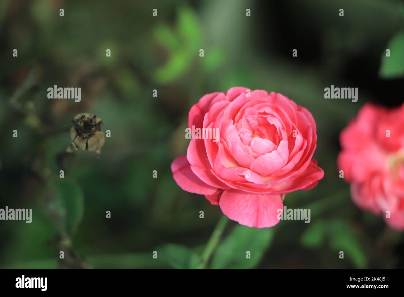 Pink roses dans le jardin Banque D'Images