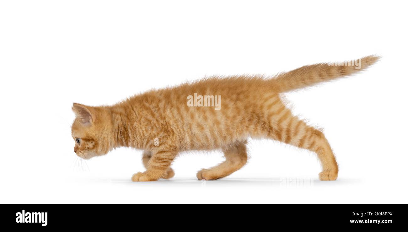 Adorable Ginger British Shorthair chat kitten, à pied des voies latérales. Regarder directement loin de l'appareil photo. Isolé sur fond blanc. Banque D'Images