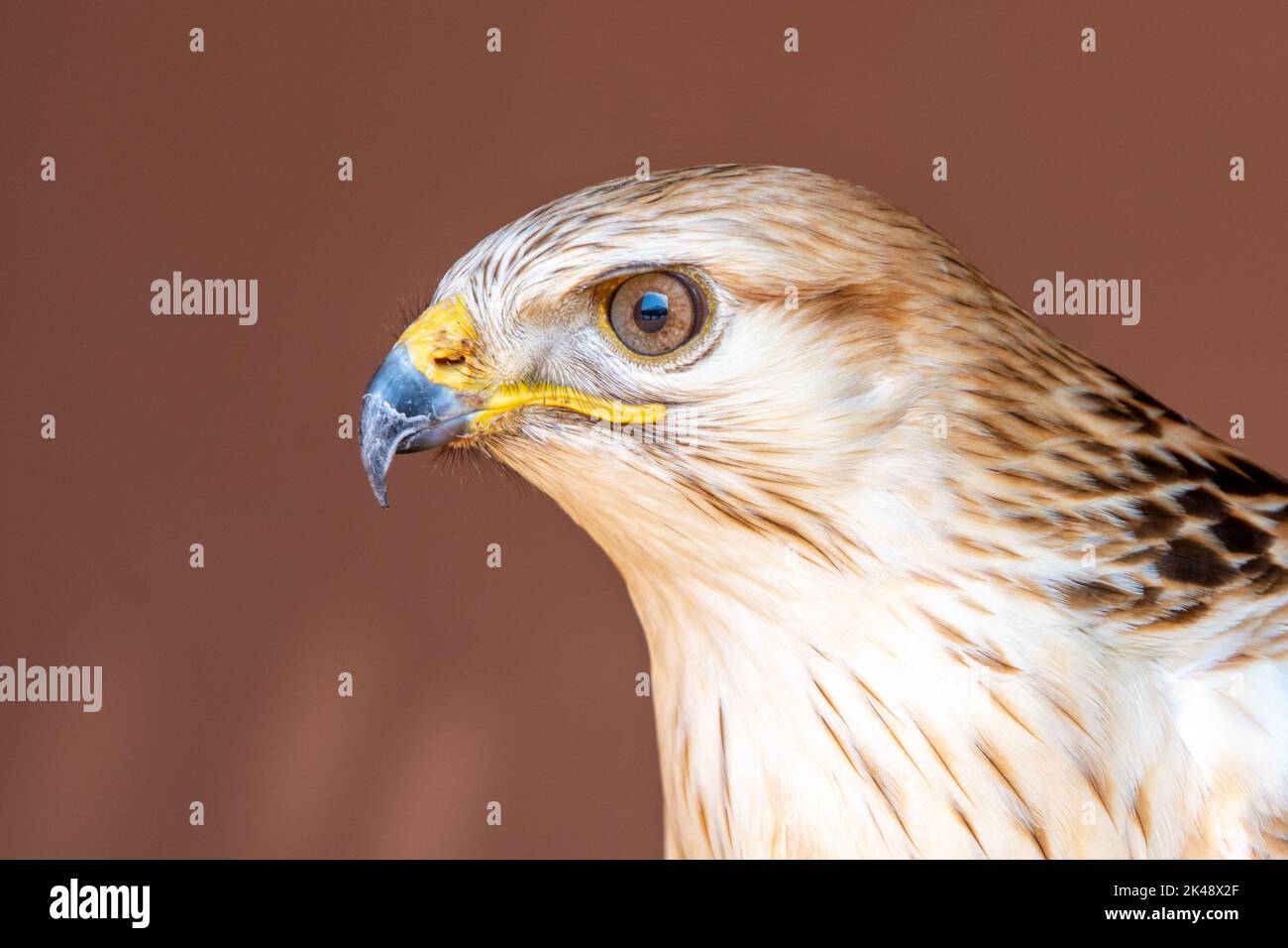 Une tête de bouée à long pattes (Buteo Rufinus) très gros plan. Banque D'Images