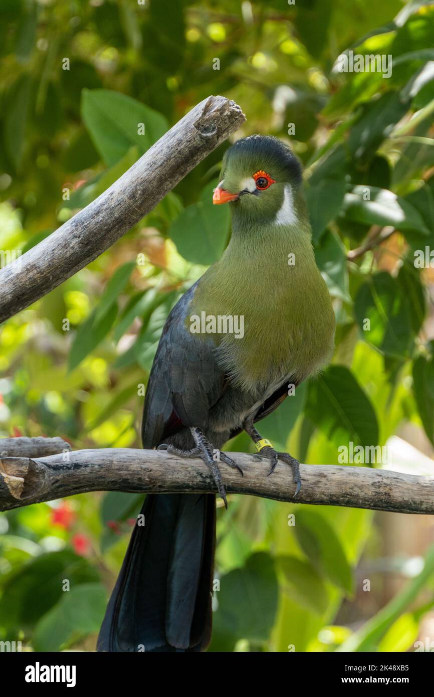 Un turaco à chetée blanche (Menelikornis leucotis) perché dans un arbre de la forêt tropicale. Banque D'Images