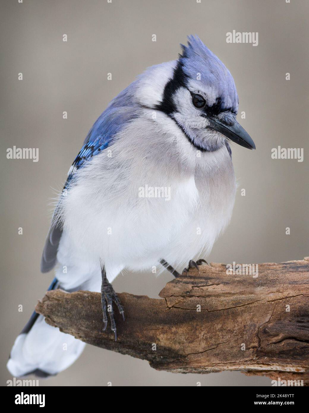 Un geai bleu perché sur une branche d'arbre en décades Banque D'Images