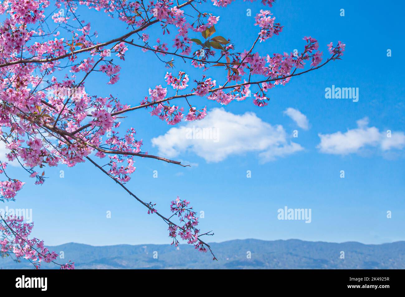 Mai Anh Dao prunus cerasoides fleurit dans le ciel bleu du lac Duong, Da Lat, Lam Dong, Viet nam, cerisiers en fleurs roses sur la branche avec ciel bleu pendant la spr Banque D'Images