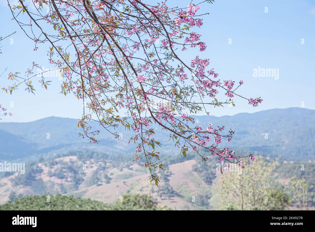 Fleur de cerisier, Mai Anh Dao prunus cerasoides fleur dans le ciel bleu dans le lac Duong, Da Lat, Lam Dong, Viet nam, fleurs roses sur la branche avec le ciel bleu d Banque D'Images