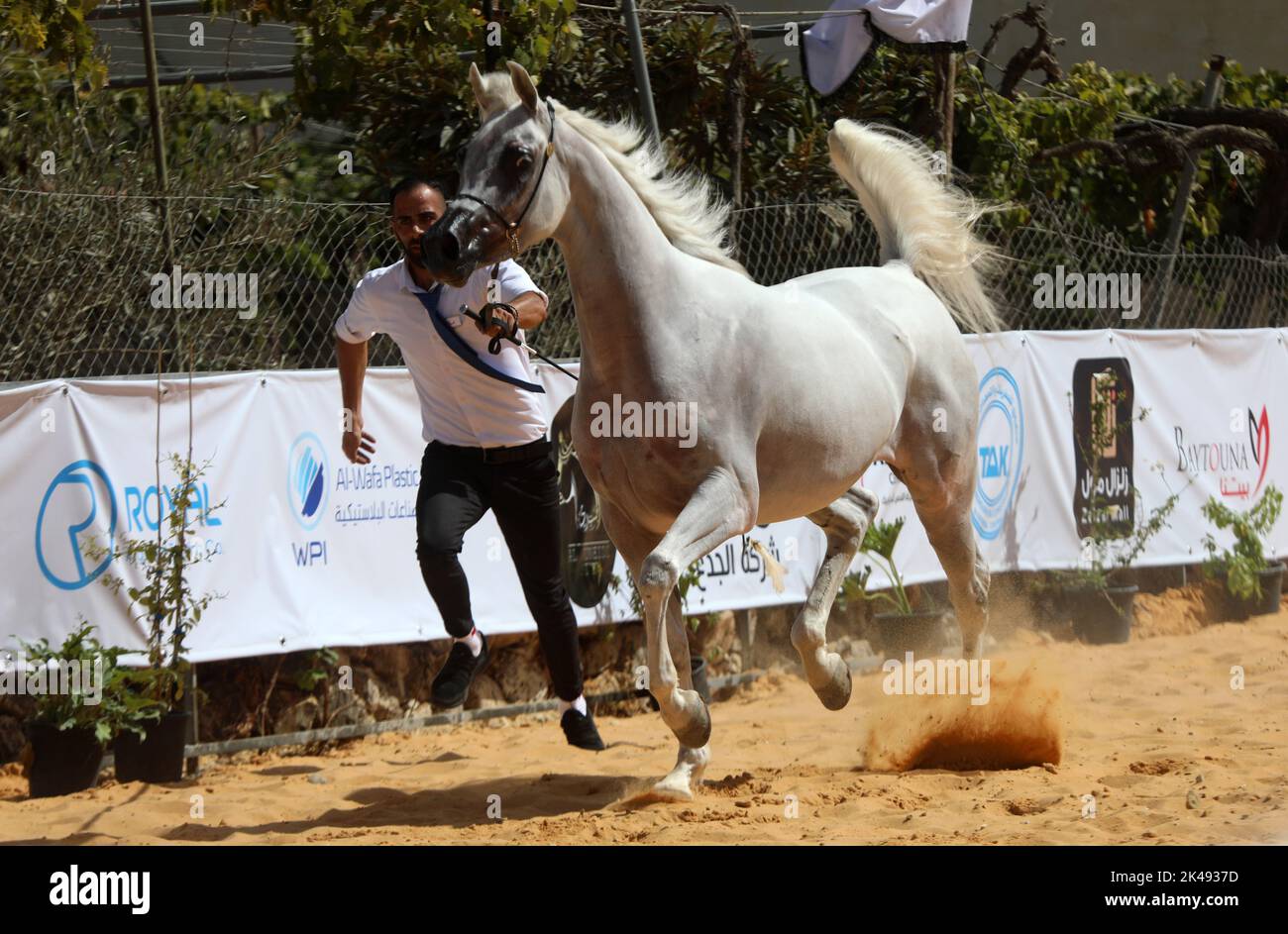 Hébron. 1st octobre 2022. Un éleveur dirige un cheval arabe lors d'un concours de beauté pour les chevaux de race arabes dans la ville de Cisjordanie d'Hébron, le 1 octobre 2022. Crédit: Mamoun Wazwaz/Xinhua/Alamy Live News Banque D'Images