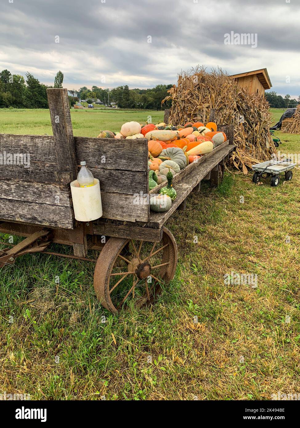 Citrouilles prêtes pour Halloween Décoration, Maryland, États-Unis. Banque D'Images