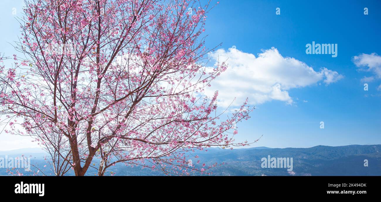 Mai Anh Dao prunus cerasoides fleurit dans le ciel bleu du lac Duong, Da Lat, Lam Dong, Viet nam, cerisiers en fleurs roses sur la branche avec ciel bleu pendant la spr Banque D'Images