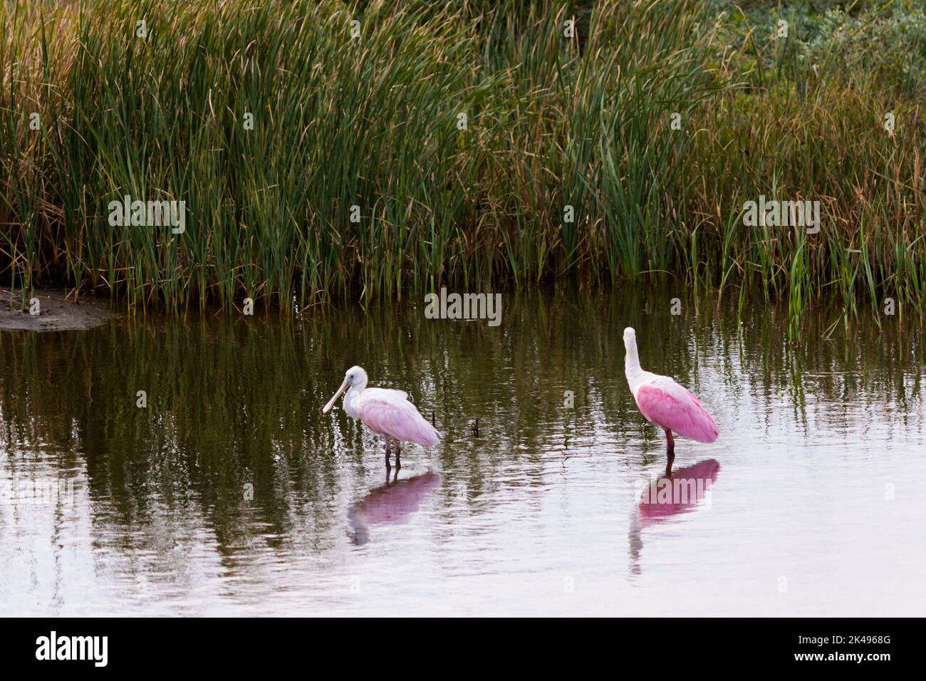 Roseate spoonhill Banque D'Images