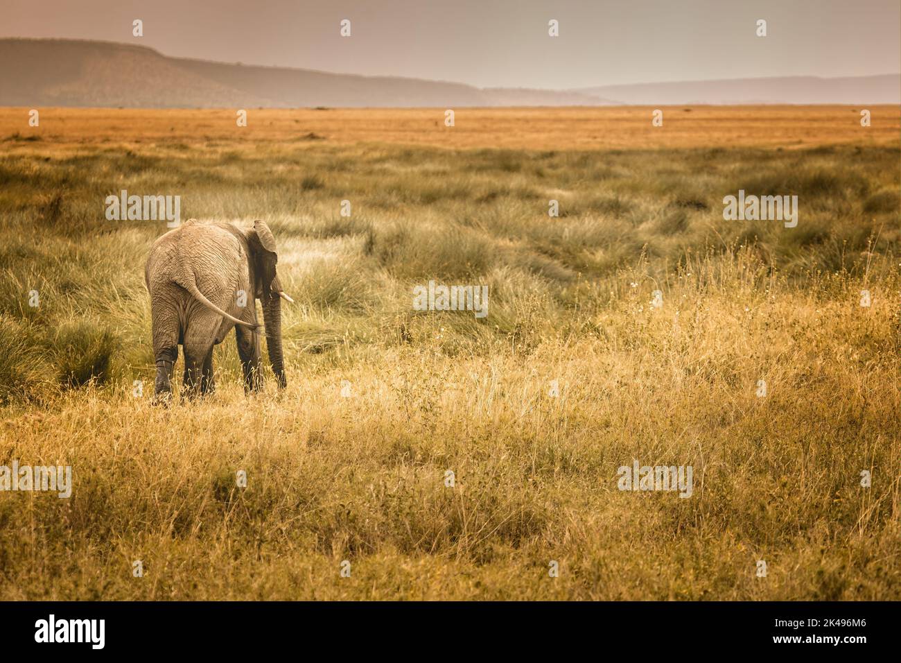 Éléphant solitaire dans la savane du Serengeti à la recherche de quelques autres éléphants Banque D'Images