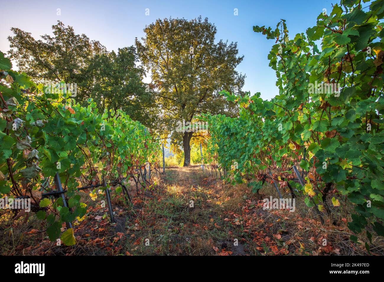 Vignoble champs agricoles dans la campagne, beau paysage au lever du soleil. Banque D'Images