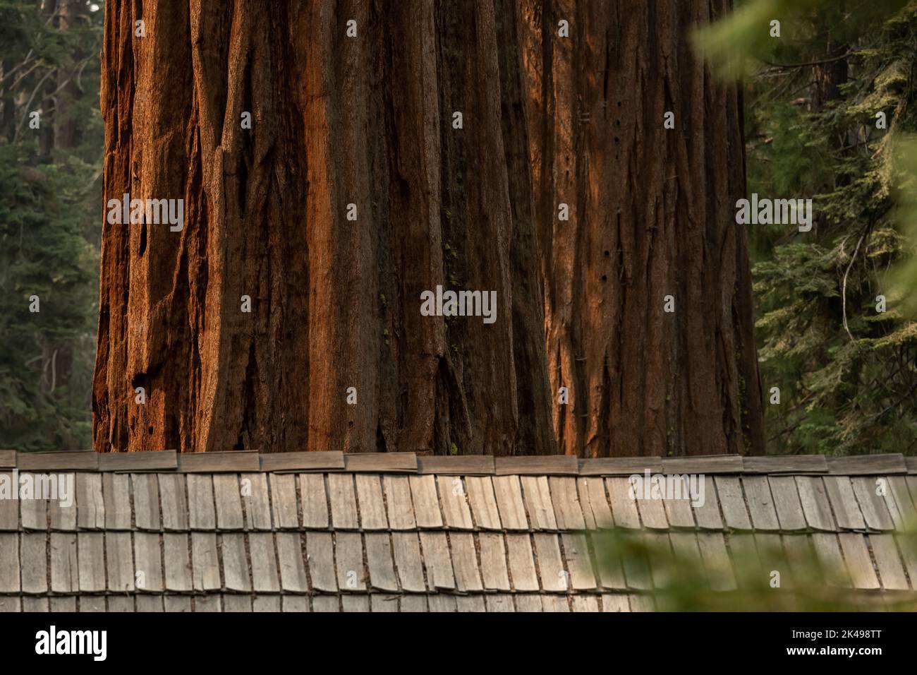 Grand Sequoia Trunks Tour au-dessus de Roofline de la cabine dans Mariposa Grove Banque D'Images