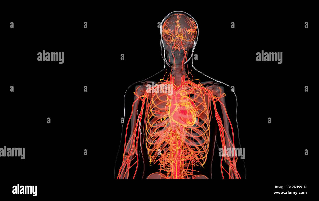 Système circulatoire artériel et veineux humain, animation médicalement précise du coeur avec les venins et les artères, les vaisseaux sanguins, 3D rendu Banque D'Images