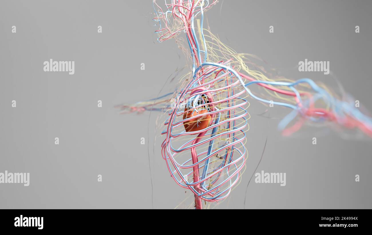 Système circulatoire artériel et veineux humain, animation médicalement précise du coeur avec les venins et les artères, les vaisseaux sanguins, 3D rendu Banque D'Images