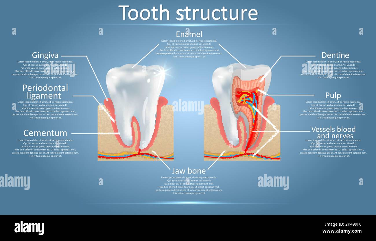 Schéma vectoriel de la structure des dents humaines.Schéma de coupe transversale représentant les couches de dents émail, dentine, pulpe avec les vaisseaux sanguins et les nerfs, cétum et Illustration de Vecteur