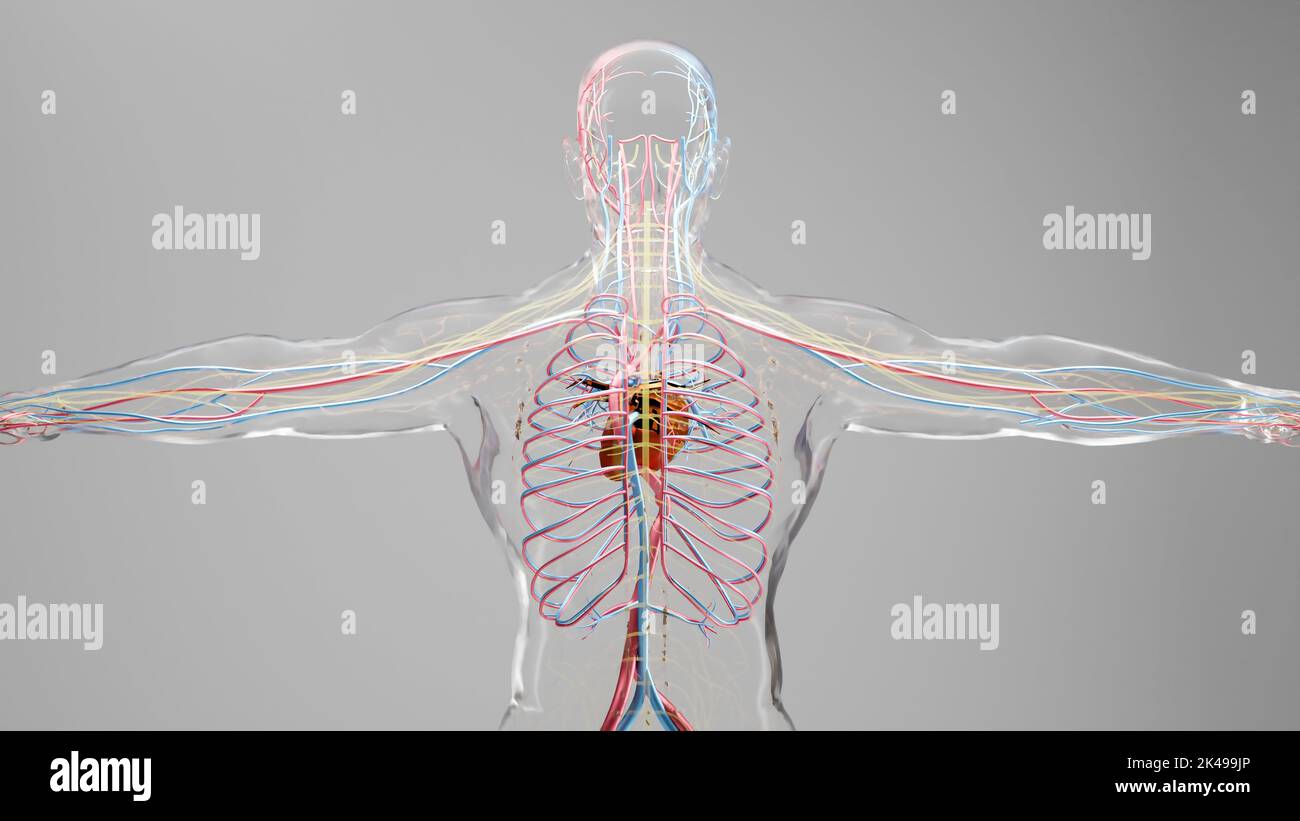 Système circulatoire artériel et veineux humain, animation médicalement précise du coeur avec les venins et les artères, les vaisseaux sanguins, 3D rendu Banque D'Images