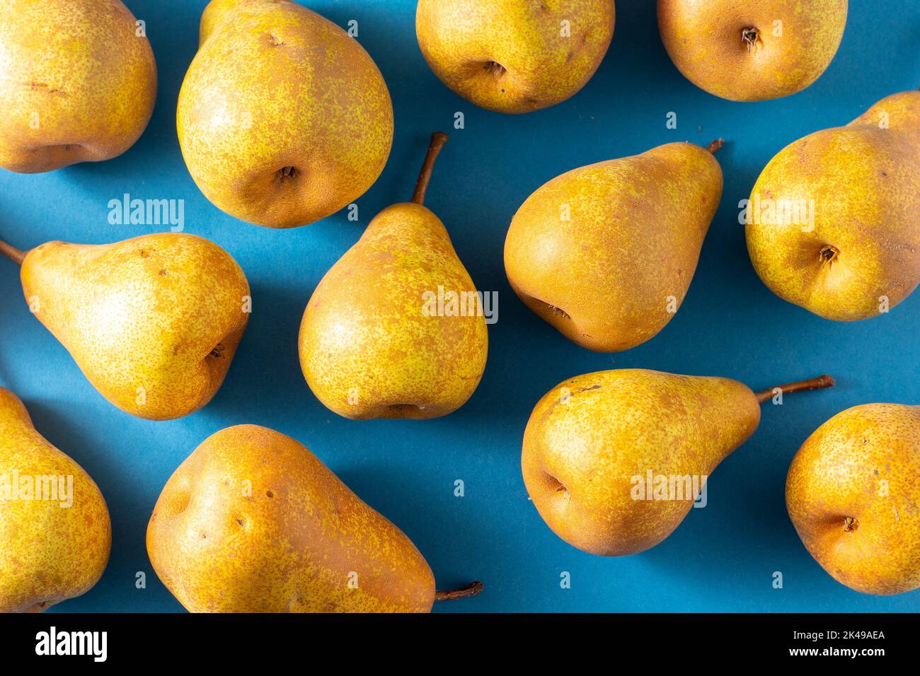 Poires jaunes sur fond bleu. Récolte de fruits. L'automne encore la vie. Pear Variety Bera Conference. Nourriture vitaminée. Banque D'Images