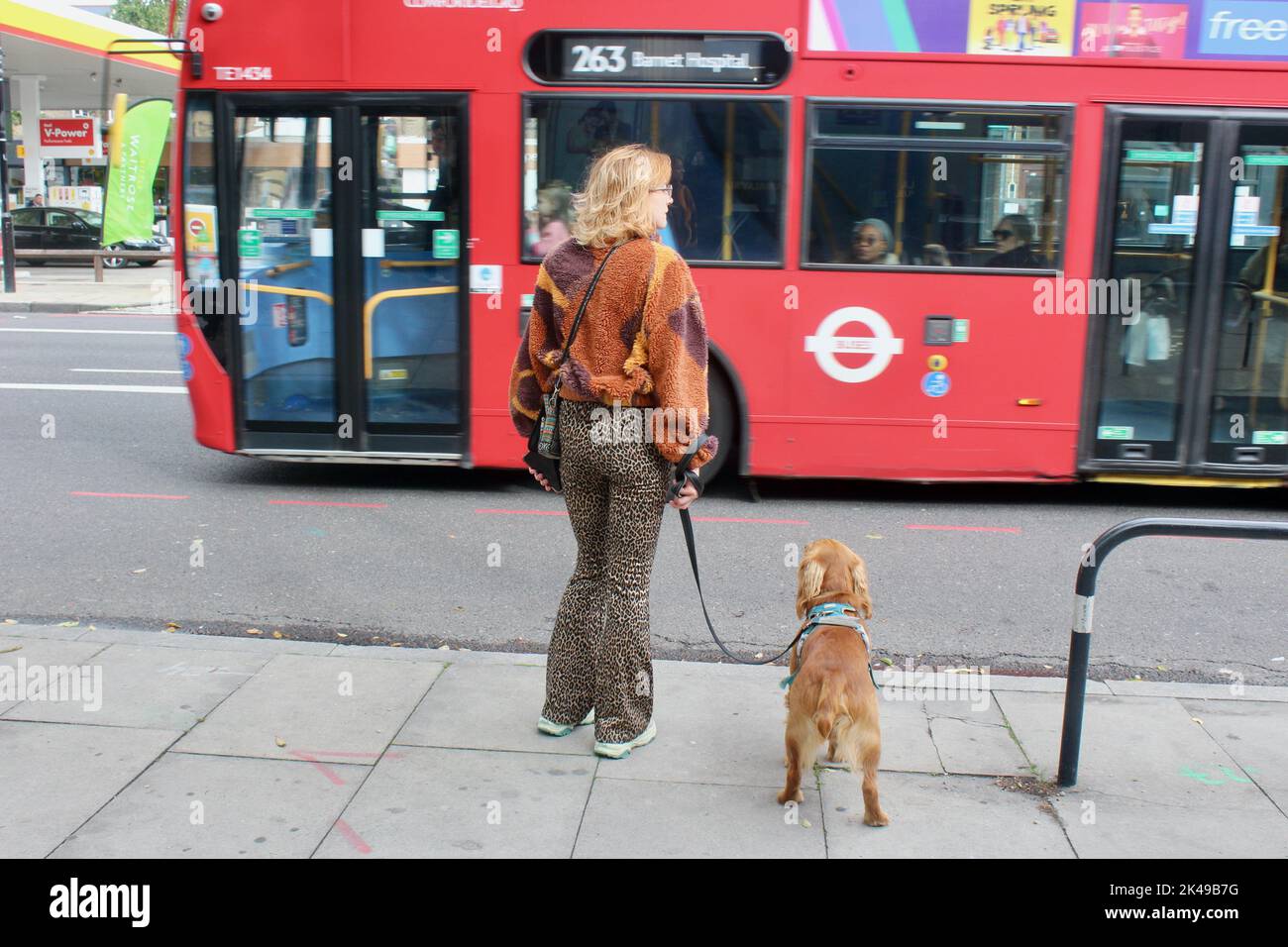 femme dans les tons de brun attendant de traverser la route holloway avec son chien brun à londres au royaume-uni comme un bus passe Banque D'Images