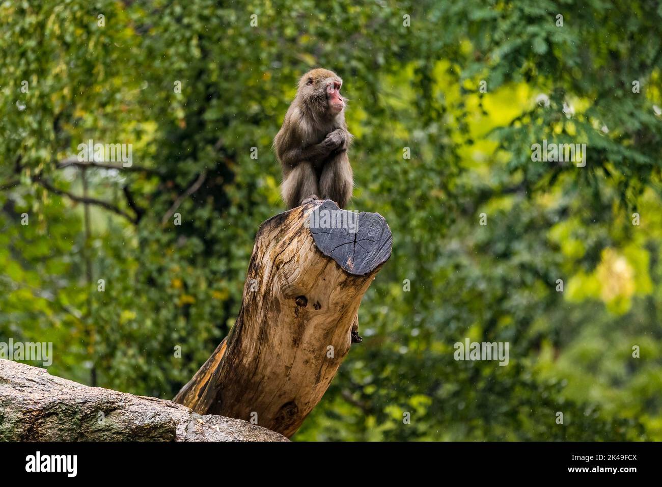Un babouin assis sur une souche d'arbre dans la pluie au zoo de Berlin, Berlin, Allemagne Banque D'Images