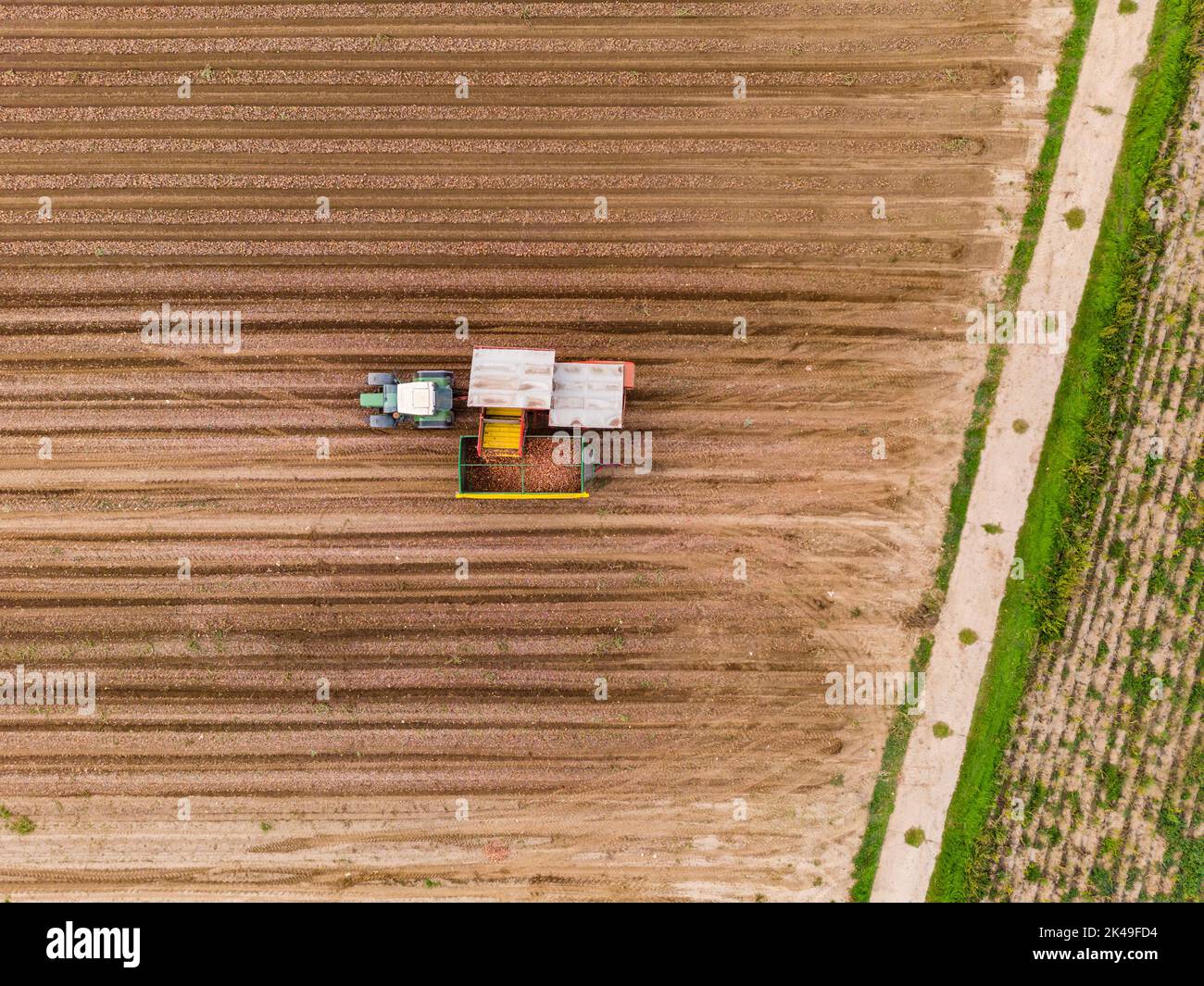 Un tracteur moissonnant des oignons sur un champ d'oignon directement d'en haut comme vue aérienne Banque D'Images