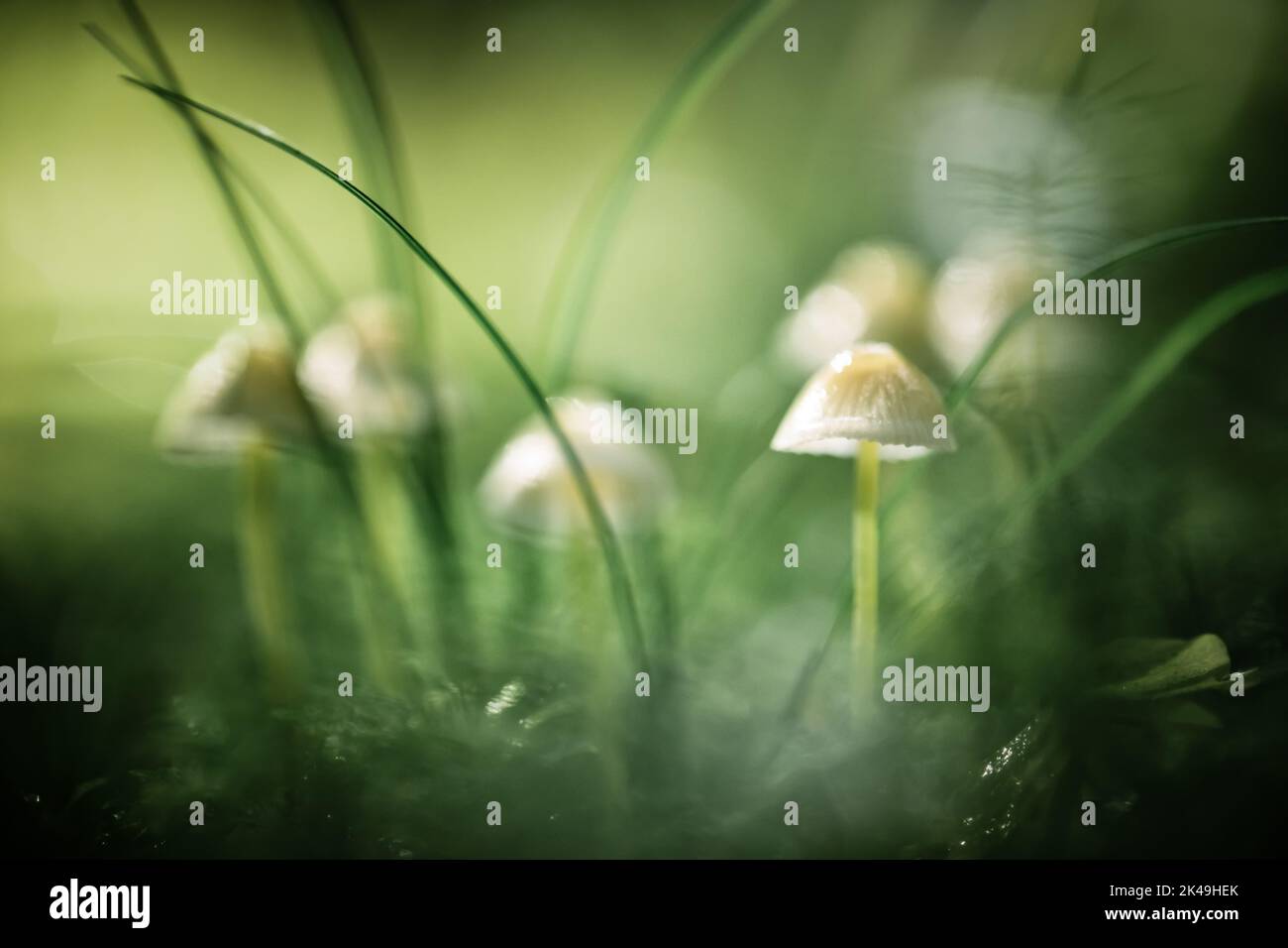Belle photo macro de champignons familiaux dans la mousse de forêt. Photographie macro nature Banque D'Images