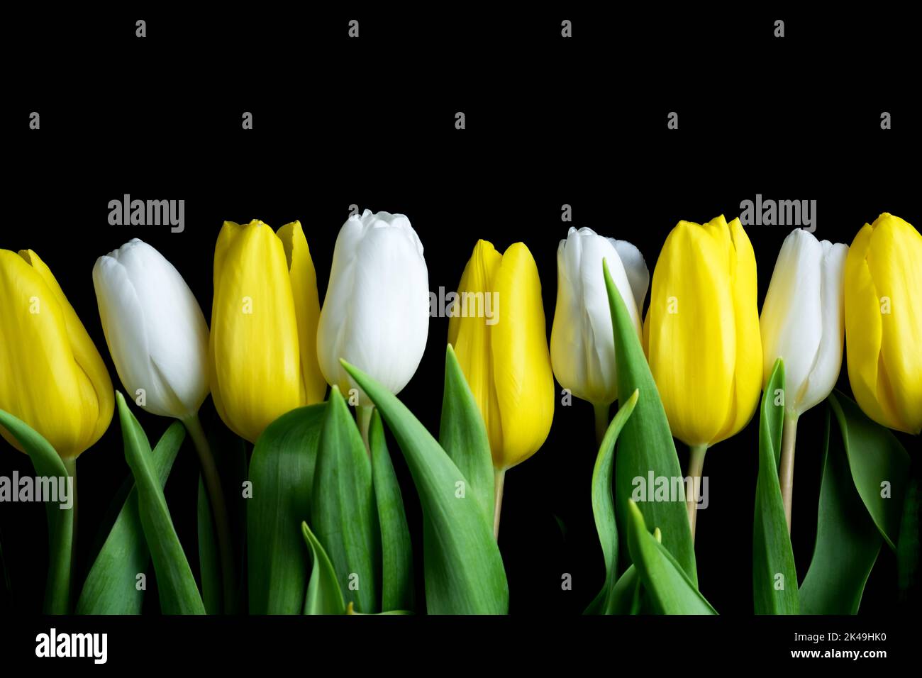 Fleurs de tulipe blanches et jaunes dans une rangée isolée sur fond noir. Pâques et printemps Banque D'Images