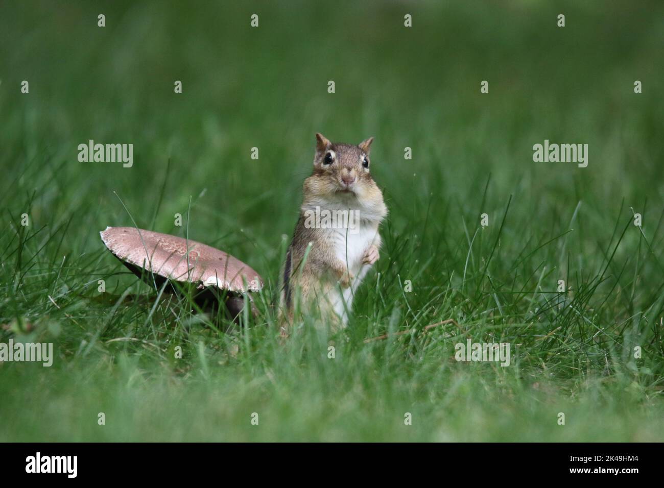 Chipmunk de l'est debout à la recherche de nourriture en automne dans l'herbe debout à côté d'un champignon Banque D'Images