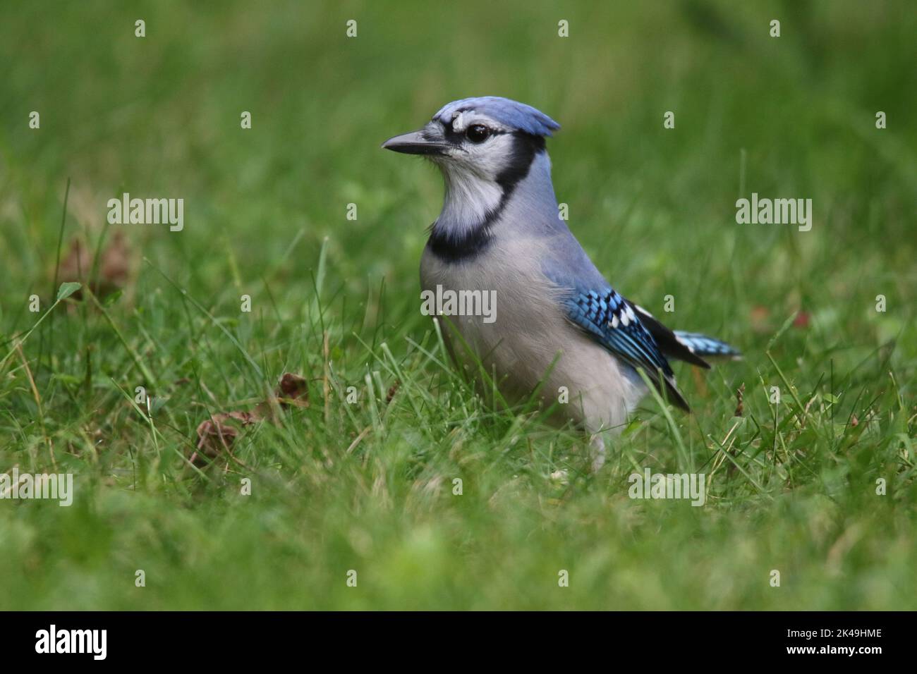 Blue jay Cyanocitta crostata oraging dans l'herbe dans une cour arrière en automne Banque D'Images