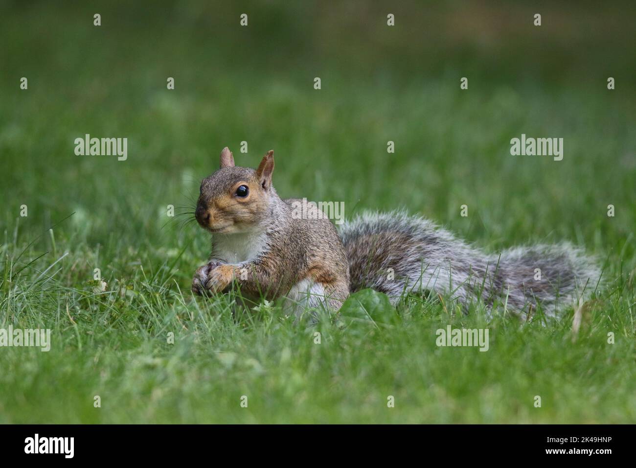 Un écureuil gris de l'est Sciurus carolinensis à la recherche de nourriture dans l'herbe dans une cour à l'automne Banque D'Images