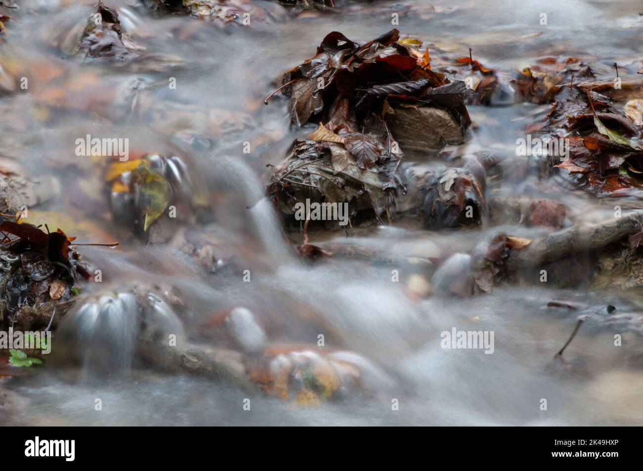 Foglie autunnali su torrente,monti Picentini,Campania,Italia Banque D'Images