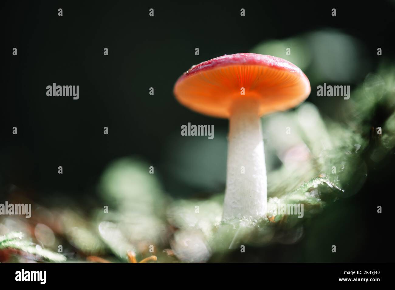 Superbe photo macro d'un seul champignon de forêt orange en mousse. Photographie macro nature Banque D'Images