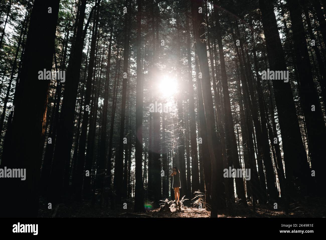 fille caucasienne debout sur une pierre dans une forêt luxuriante avec le soleil en face, treewalk de séquoias, rotorua, nouvelle-zélande Banque D'Images