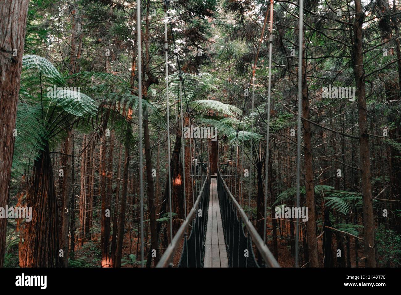 long chemin étroit en bois entre deux arbres au milieu d'une grande forêt luxuriante séquoias treewalk, rotorua, nouvelle-zélande Banque D'Images