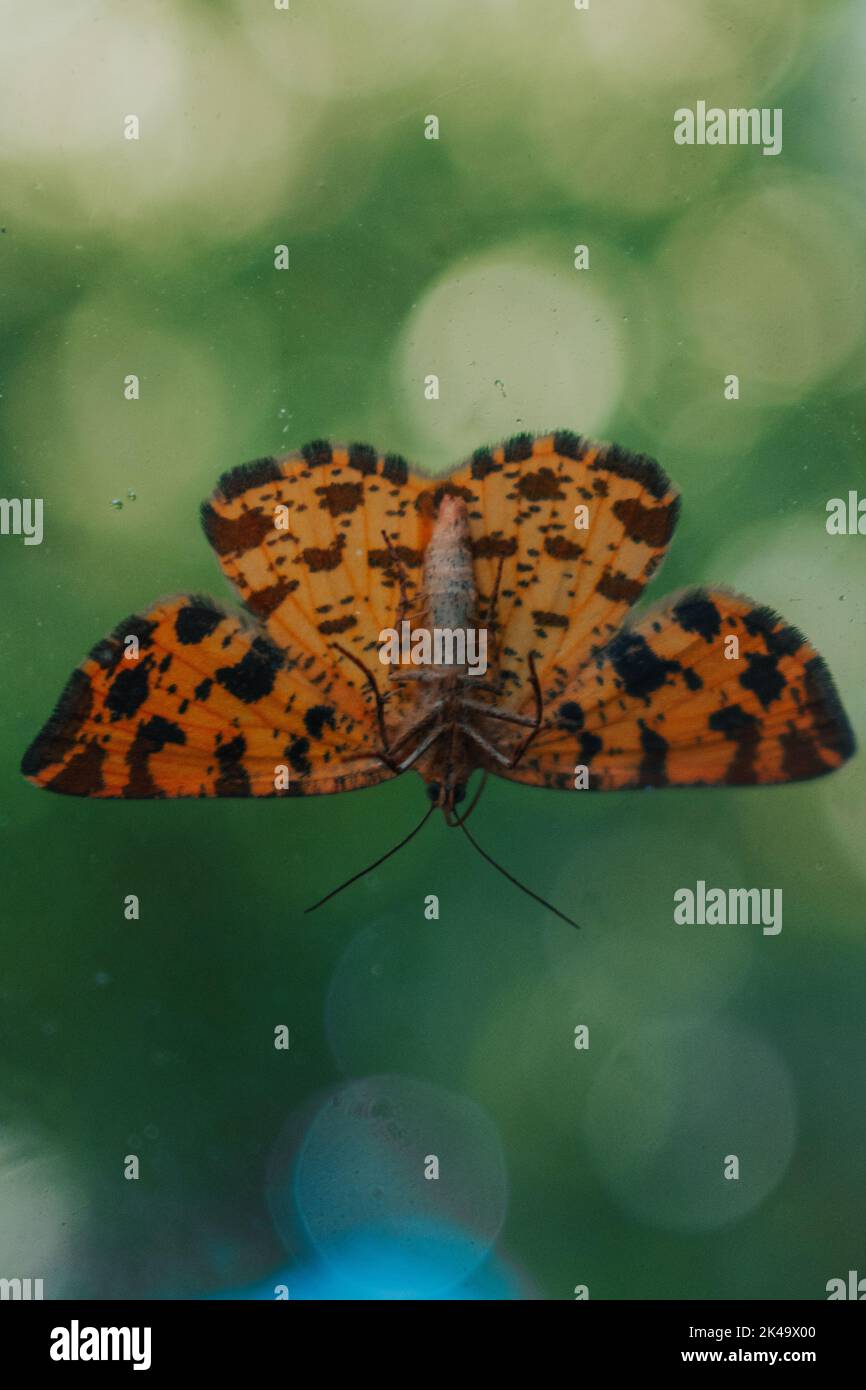 Un cliché vertical d'un papillon avec des ailes orange à pois noirs sur une surface en verre Banque D'Images