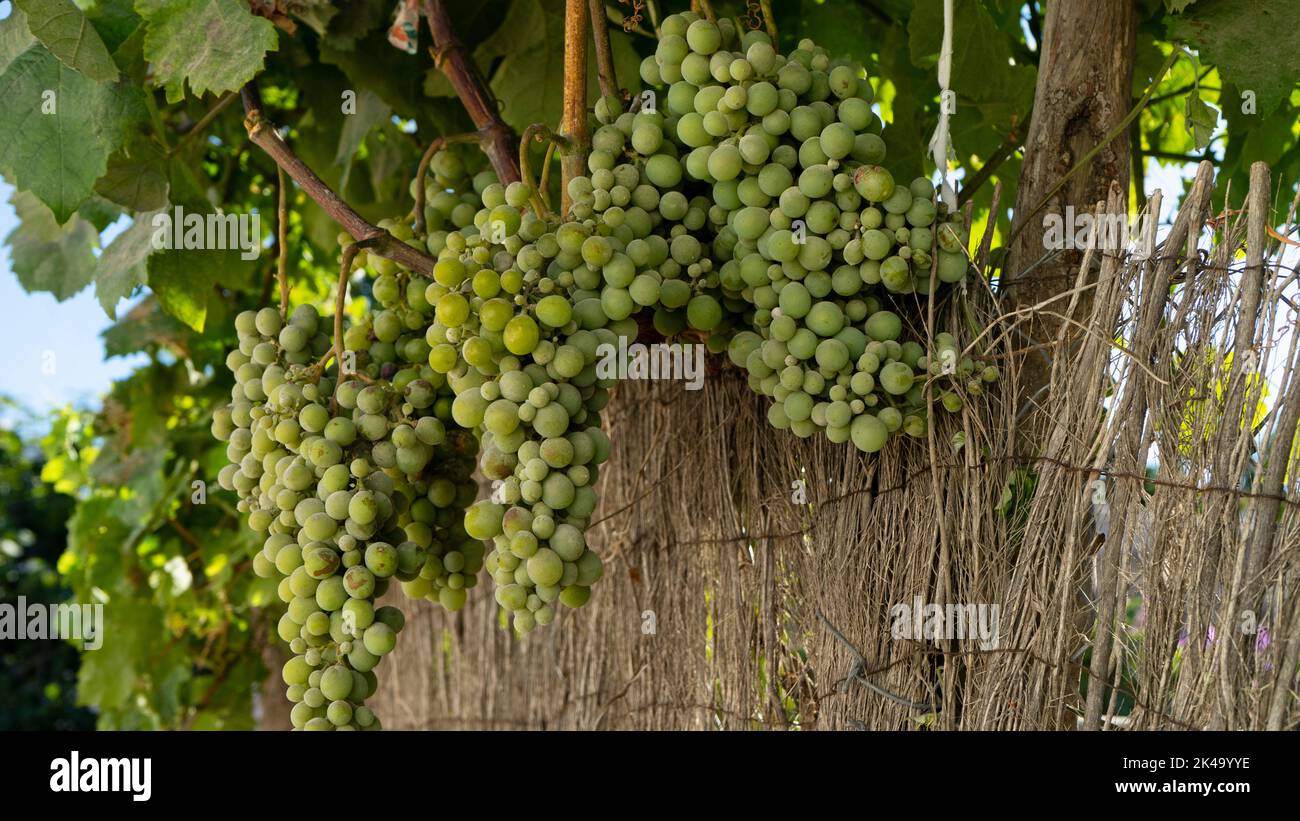 Plante de vigne avec des grappes de raisin vert protégée par une barrière naturelle en Espagne Banque D'Images