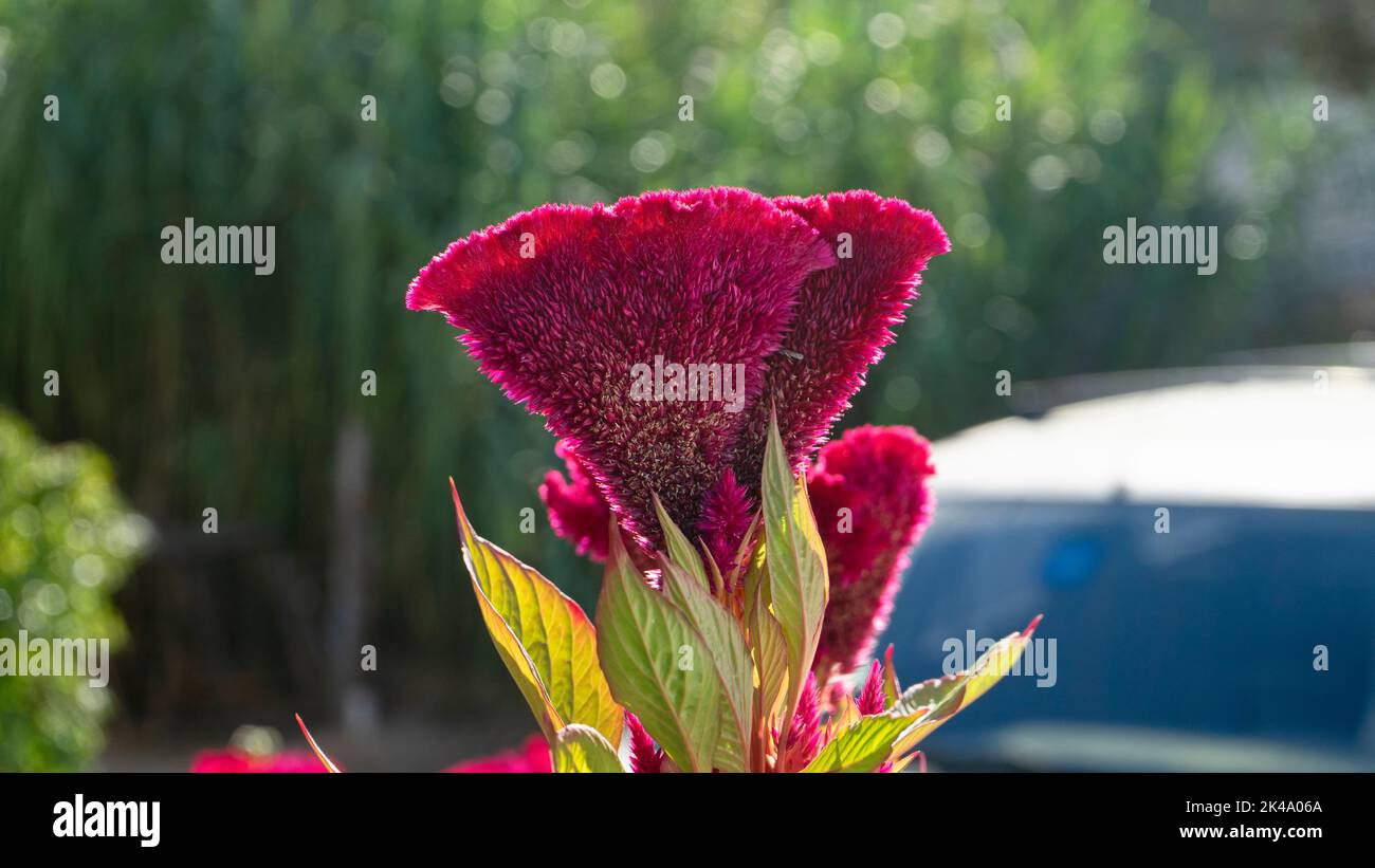Gros plan d'une fleur rouge exotique Celosia Cristata focalisation sélective Banque D'Images